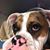 Dana Carlile's profile image