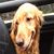 Dorkfish Delights's profile image