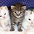 Sue Ruggiero's profile image