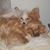Brenda J Cherveny-Reinke's profile image