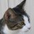 Gigi Williams's profile image