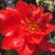 Diane Ledbetter Beck's profile image