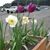 Debra K Luteyn's profile image