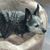 Amanda Nielsen's profile image