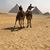 Cindy Groover's profile image
