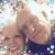 Linda G Riedel-Ross's profile image