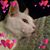 Robert De La Cruz's profile image