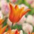 Rosemary Drinkuth's profile image