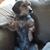 Stacey Hill Licata's profile image