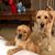 Ginger Poore Coffey's profile image