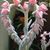 Virginia Bensen Crafton's profile image