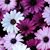 Terri Jacobson's profile image