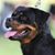 Thomas-Gidget Hudson's profile image