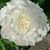 Diane Jones's profile image
