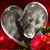 Michelle Mengelkamp Thompson's profile image