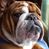 Ron Wehrle's profile image