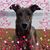 Cyndi Dance's profile image