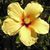 Nicole Wood Hutchinson's profile image