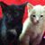 Danni Browni's profile image