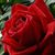 Rossie De Zayas's profile image