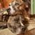 Shawna Higgins's profile image