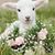 Angie Lamb's profile image
