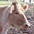 Jan Banks's profile image