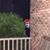 Michael MJ Palazzolo's profile image