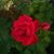HermineandRon Haggerty's profile image