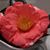 Sharon Stuckey's profile image