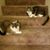 Alan Evenson's profile image