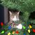 Mistie Williams's profile image