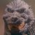 David Steigman's profile image