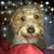 Joyce Amidon's profile image
