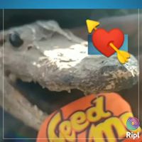 Pat Thompson's profile image