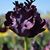 Eleadrea Jeannean Andrews's profile image