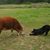 Sea Aggie Ranch's profile image