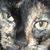 Frannie Prichard's profile image