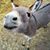 James Mutton's profile image