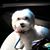 Carol Domenici's profile image