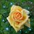 Mary Dowell's profile image