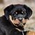 Daisy Geasland's profile image