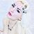 Roxanna Bina's profile image