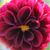 Stasia Smi's profile image