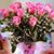 Lucyna Powichrowska's profile image