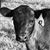 Susan Barger's profile image