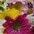 Shelly Neier's profile image