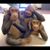 Nganh Tat's profile image