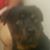 Denese Williams's profile image