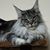 Sheri OLeary's profile image